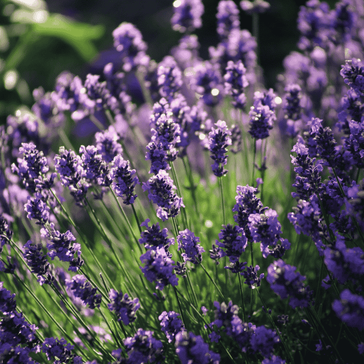 Lavender dentata 14cm
