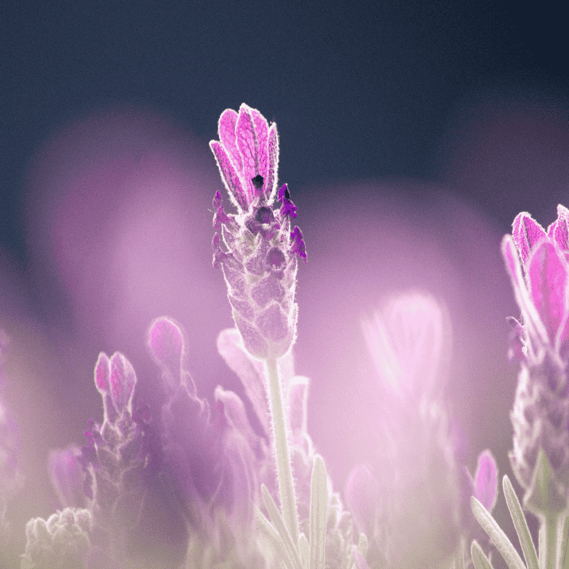 Lavender The Queen 14cm