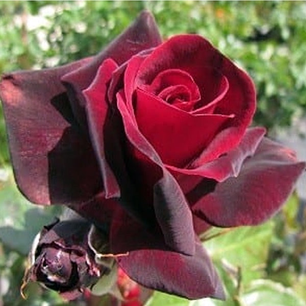 Rose Le Rouge et le Noir 20cm (Delbard)