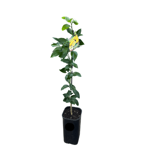 Lemon Eureka Dwarf Grafted 4 litre