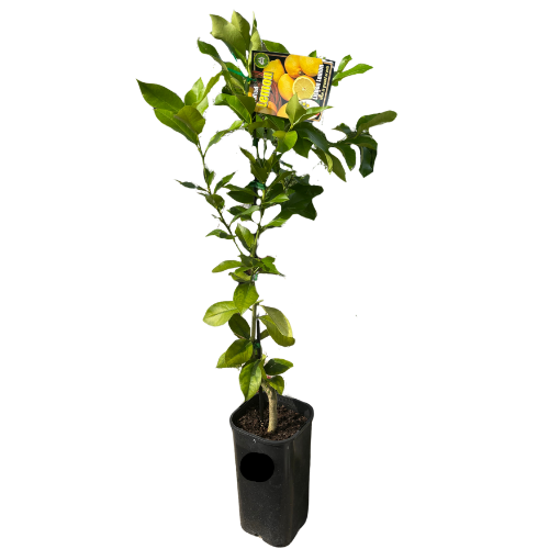 Lemon Lisbon Dwarf Grafted 4 litre
