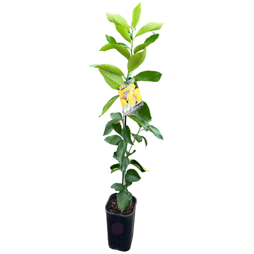 Lemon Lisbon Grafted 4L