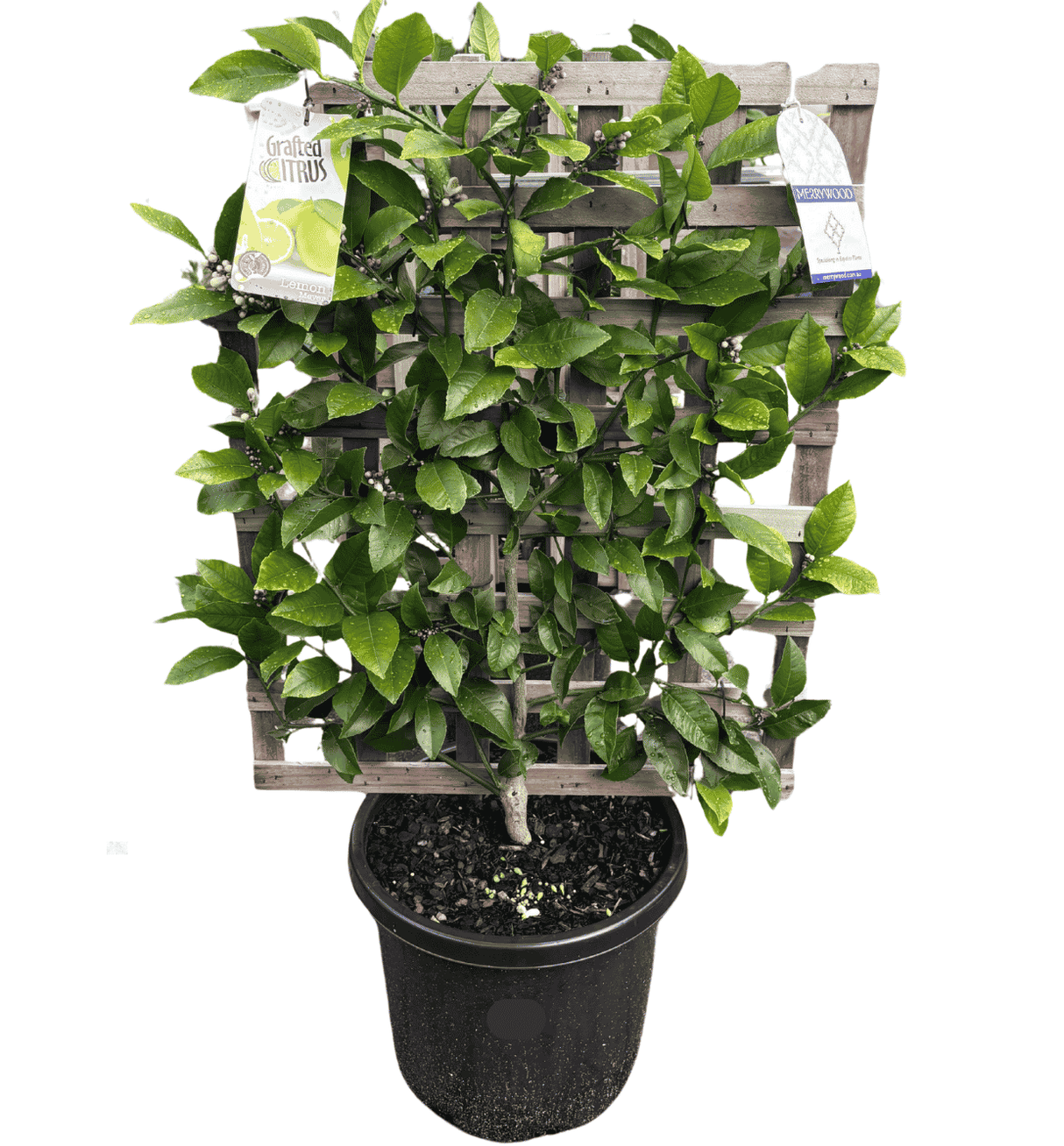 Lemon Meyer Espalier 33cm