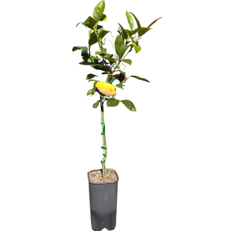 Lemon Meyer 17cm
