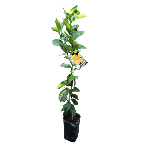 Lemon Meyer Grafted 4L