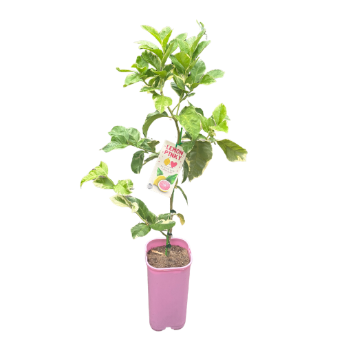 Lemon Pinky 17cm