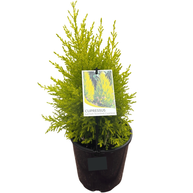 Cypress Lemon Scented 18cm