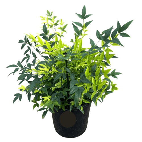 Nandina Lemon and Lime 20cm