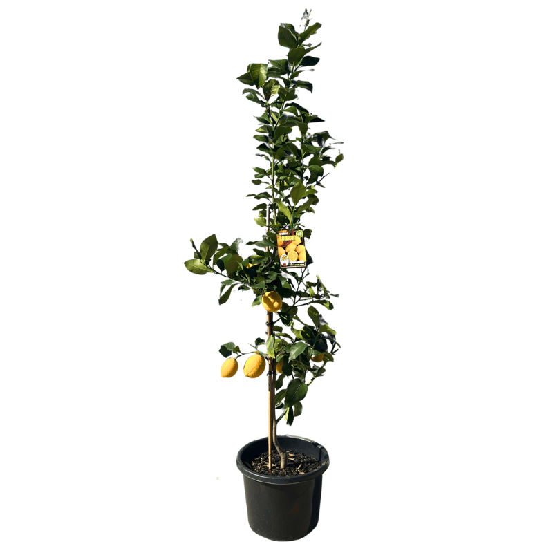 Lemon Lisbon 33cm