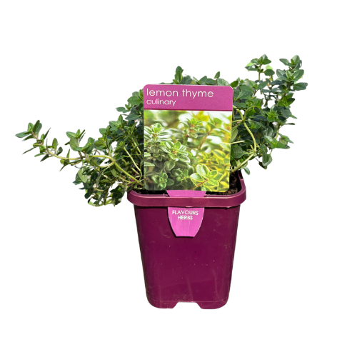 Thyme Lemon 10cm