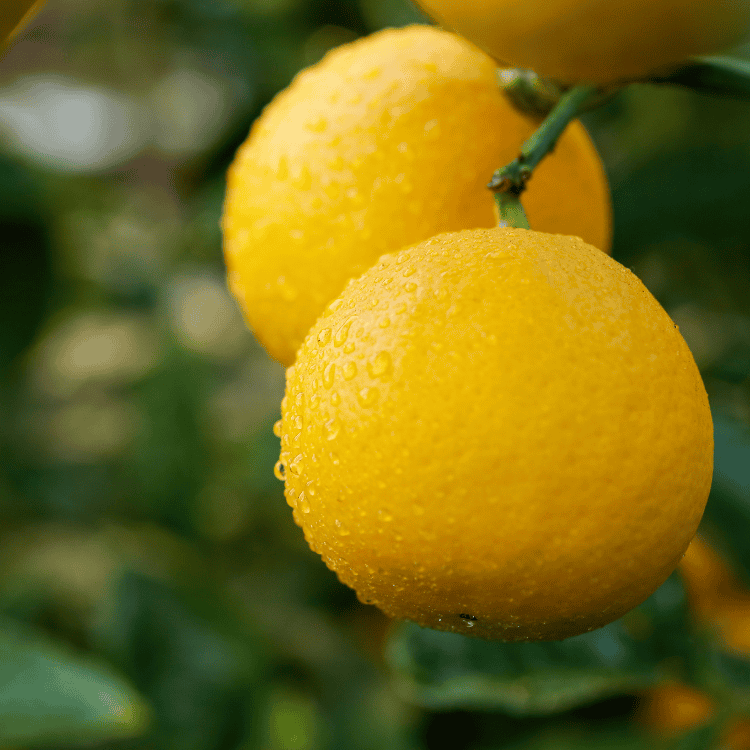 LEMON_MEYER_25CM