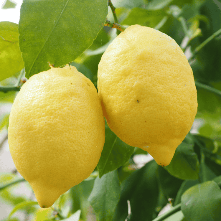 Lemon 'Lemonicious' 20cm