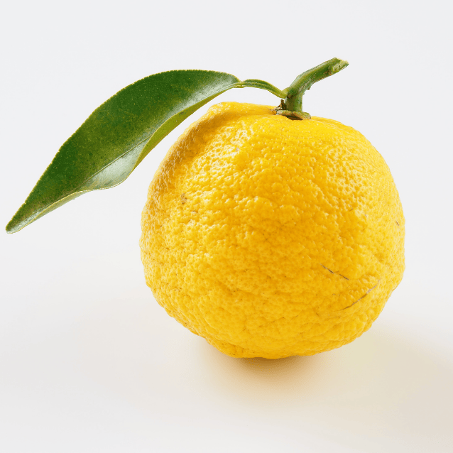 Lemon 'Yuzu' Dwarf 17cm