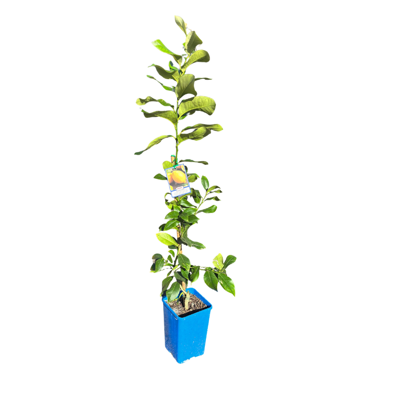 Lemon 'Lisbon' 17cm