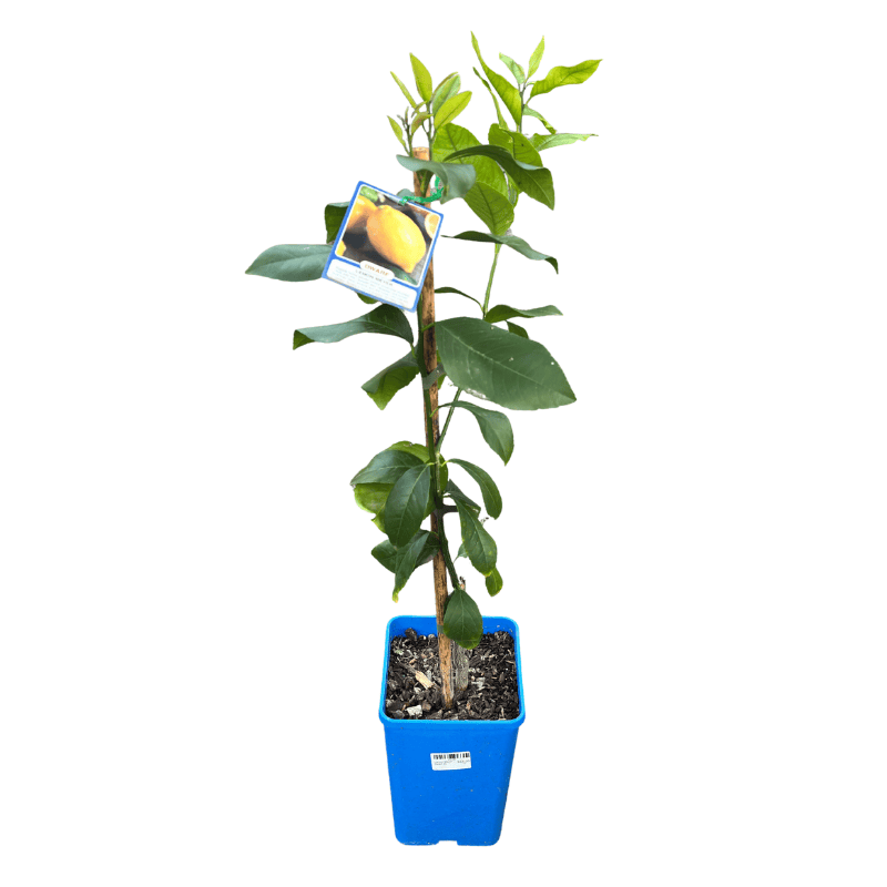 Lemon Meyer Dwarf 17cm