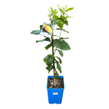 Lemon Meyer Dwarf 17cm