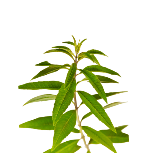 Lemon Verbena 10cm