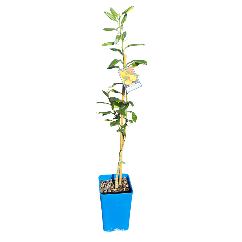 Lemon 'Yuzu' Dwarf 17cm