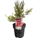 Leptospermum 'Tickled Pink' 20cm