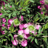 Leptospermum 'Tickled Pink' 20cm