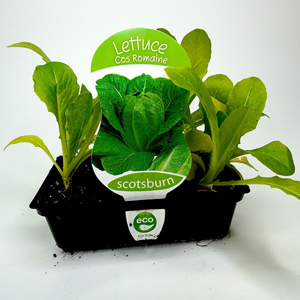 Lettuce Cos Romaine