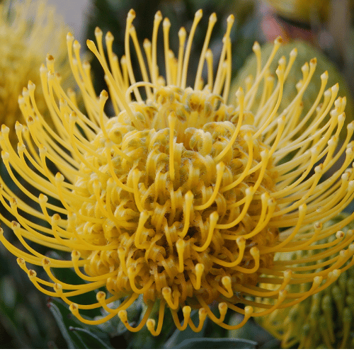 Leucospermum 'Carnival Yellow' 18cm