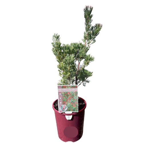 Adenanthos cunninghamii Lighthouse 14cm