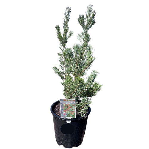 Adenanthos cunninghamii Lighthouse 20cm_