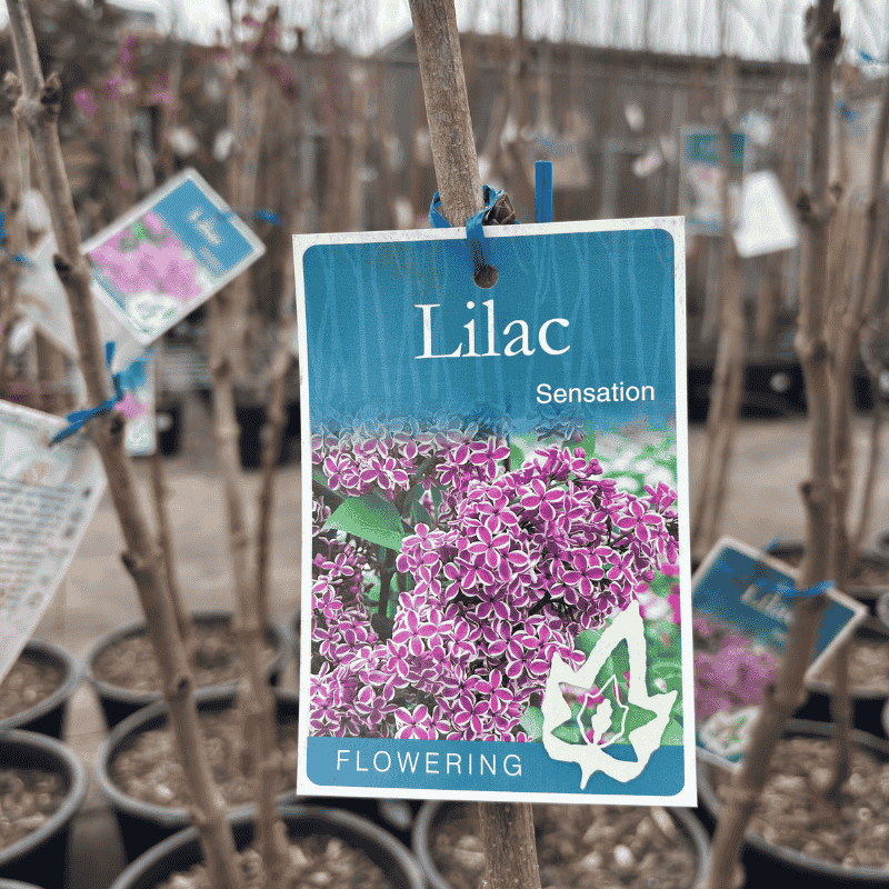 Lilac Sensation