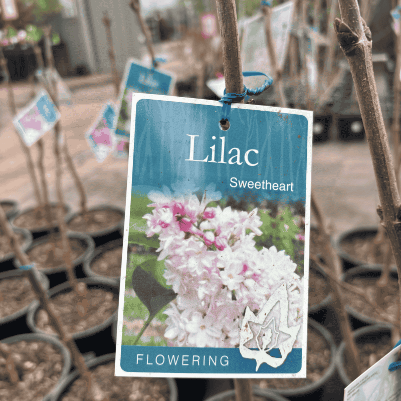 Lilac Sweetheart
