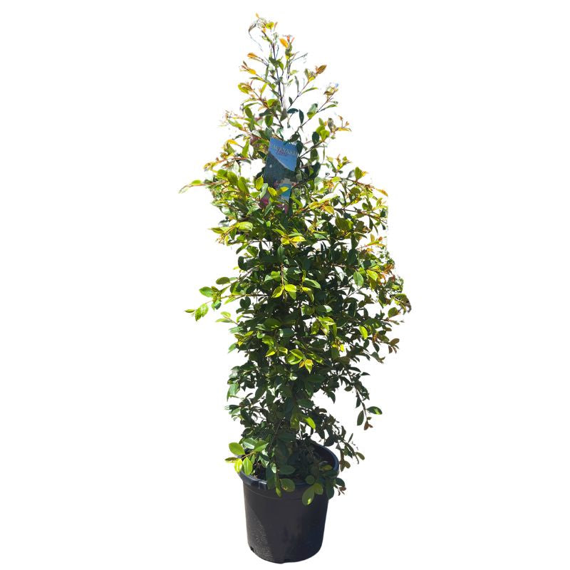 Syzygium Backyard Bliss 30cm