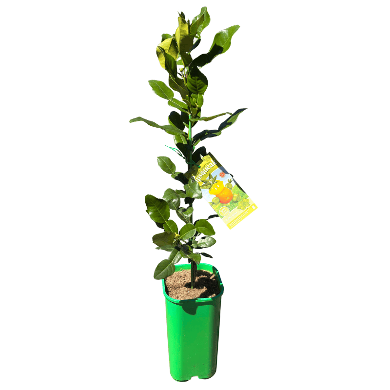 Pipsqueak Lime Kaffir Dwarf 15cm