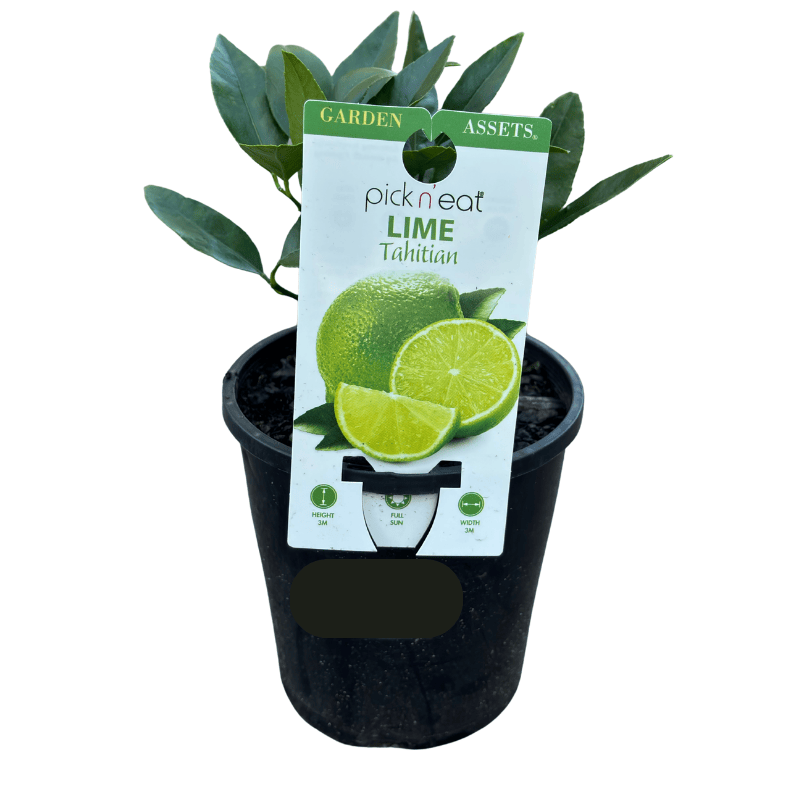 Lime Tahitian 14cm