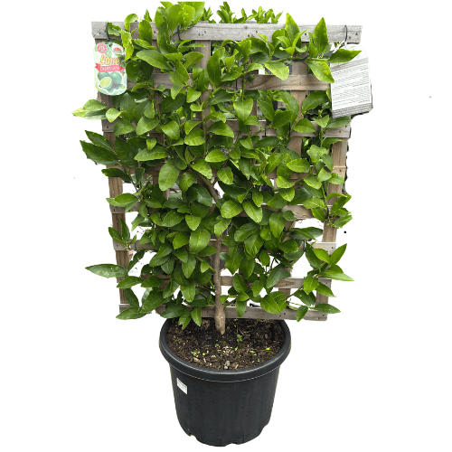 Lime Tahitian Espalier 33cm