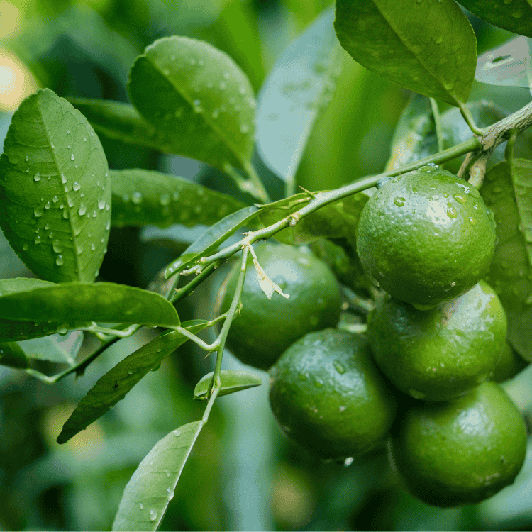Lime 'West Indian' 20cm