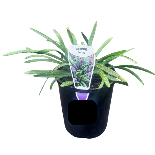 Liriope muscari 14cm