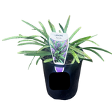 Liriope muscari 14cm