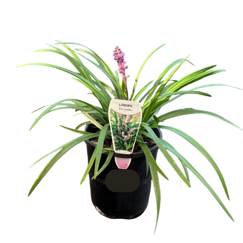 Liriope Samantha 14cm