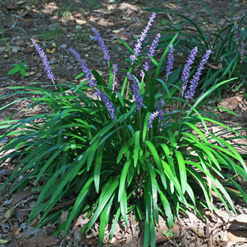 Liriope muscari 14cm