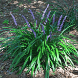 Liriope muscari 14cm