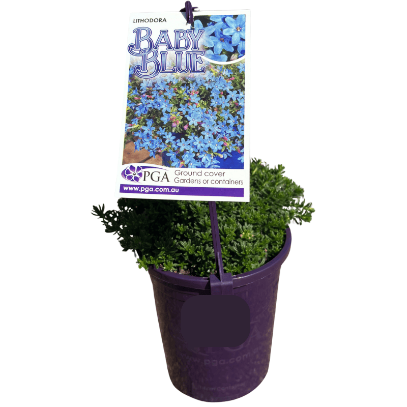 Lithodora Baby Blue 14cm