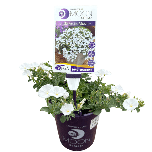Convolvulus Little Arctic Moon 14cm