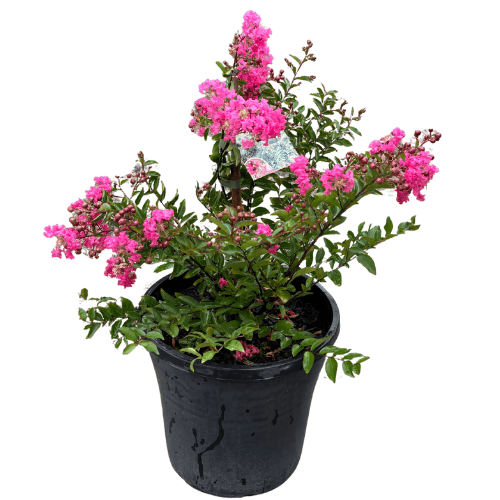 Lagerstroemia Little Audrey 25cm