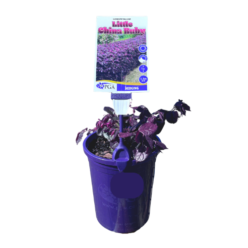 Loropetalum Little China Ruby 14cm