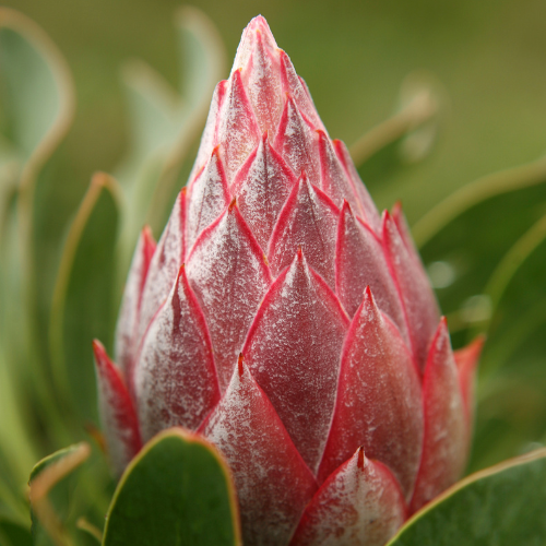 Protea 'Little Prince' 14cm
