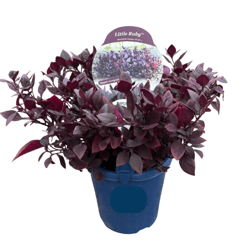 Alternanthera 'Little Ruby' 15cm