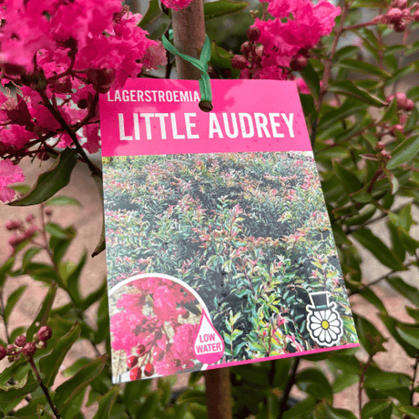 Lagerstroemia Little Audrey 25cm