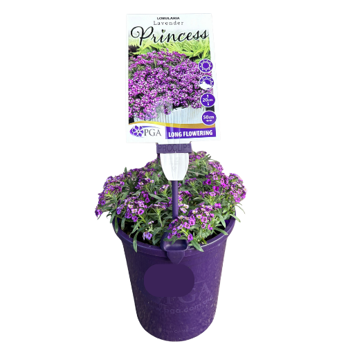 Lobularia Lavender Princess 14cm