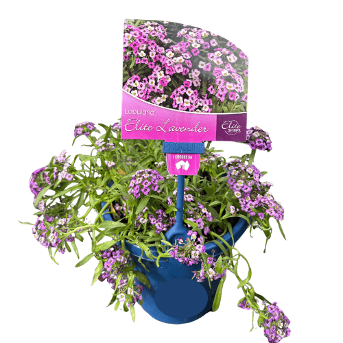 Lobularia Elite Lavender 15cm