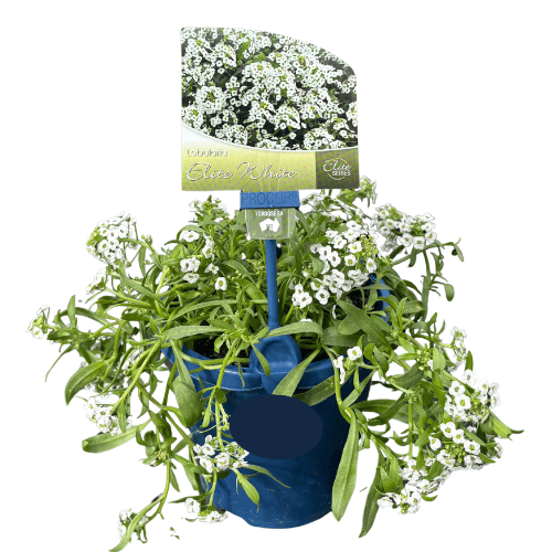 Lobularia Elite Snow White 15cm